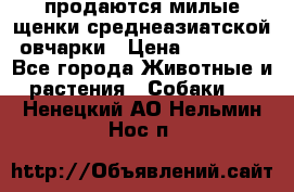продаются милые щенки среднеазиатской овчарки › Цена ­ 30 000 - Все города Животные и растения » Собаки   . Ненецкий АО,Нельмин Нос п.